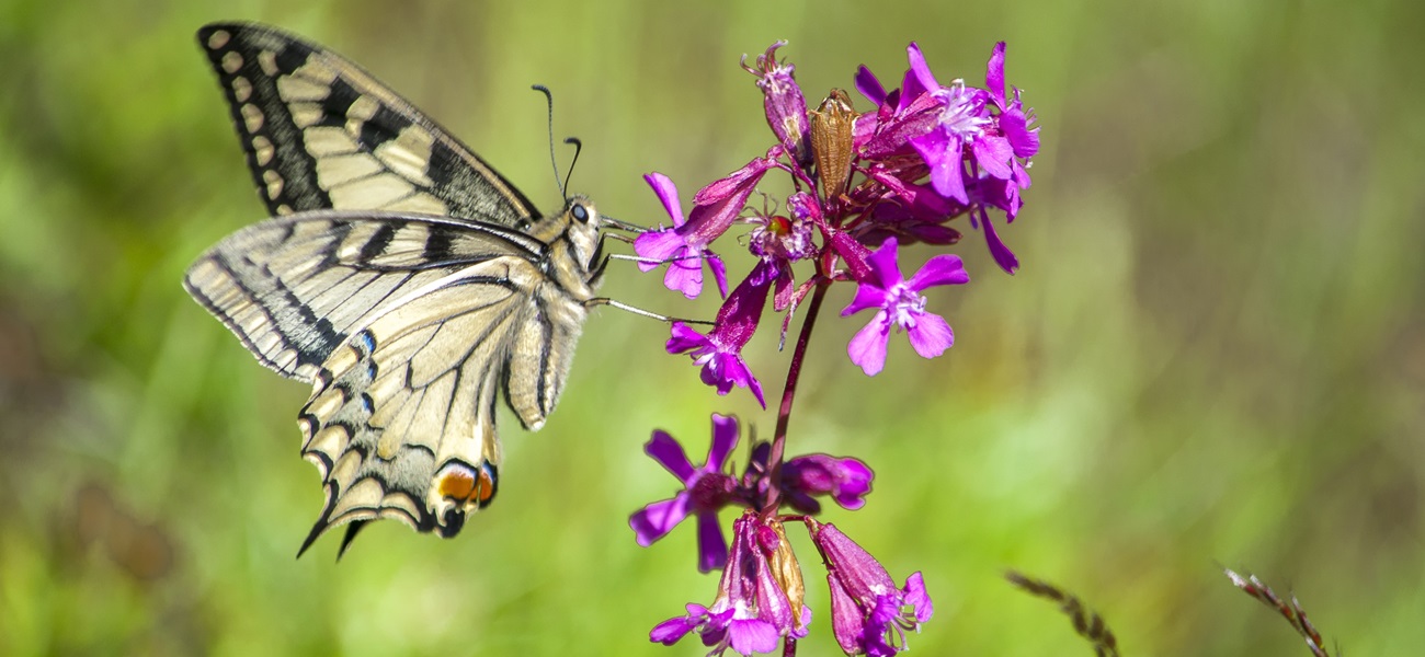Meivakantie-vlinder